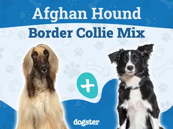 Afghan Collie (Afghan Hound & Border Collie Mix): Info, Pictures, Care & More