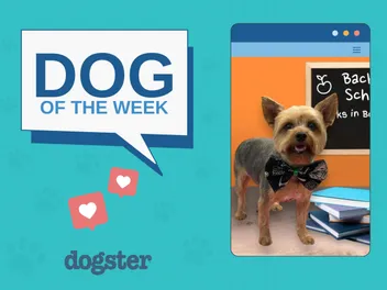 Dogster Photo Contest: Dogs of the Week Winners (November 13, 2025)