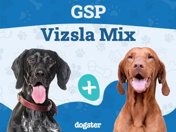 GSP Vizsla Mix: Info, Pictures, Temperament & More