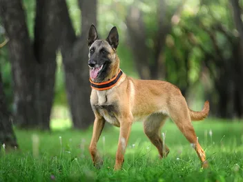 9 Belgian Dog Breeds: Info, Pictures & History