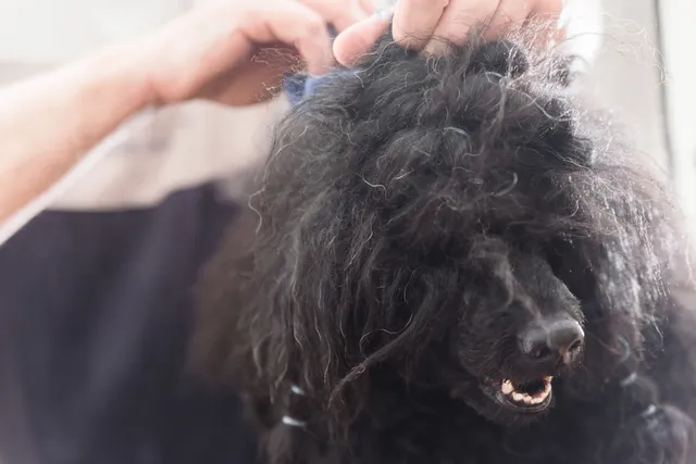 Matted Dog Hair: 9 Tips for Grooming & Prevention (Vet-Reviewed)