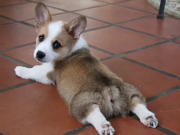 What Is a Sploot? 3 Theories Why Cats & Dogs Do It