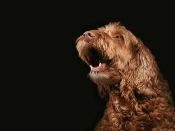 Why Do Dogs Howl at Music? 7 Vet-Verified Reasons & FAQ