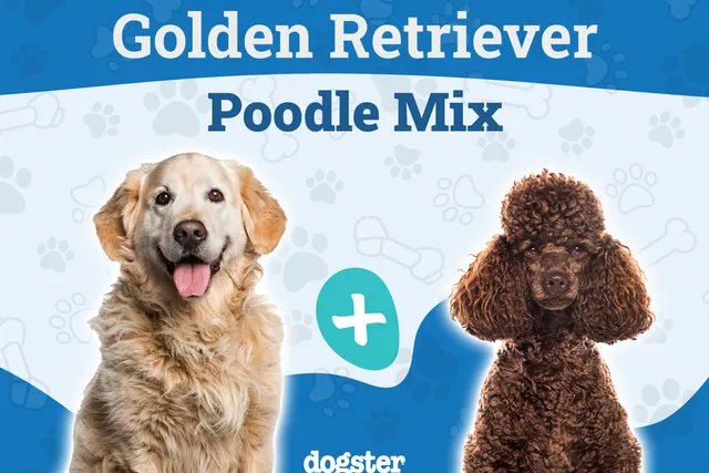 Mini Goldendoodle Dog Breed: Info, Pictures, Care & More