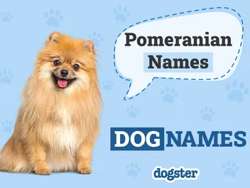 330 Popular and Unique Pomeranian Names