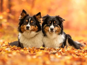Miniature American Shepherd: Breed Info, Pictures, Facts & History