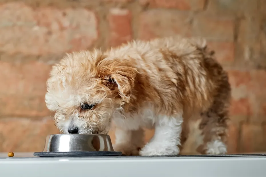 Maltipoo puppy eats from a metal bowl