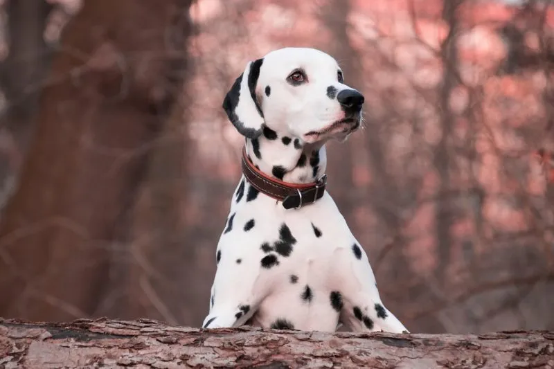 dalmatian dog with collar leaning on a log