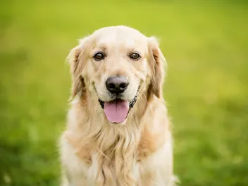 16 Interesting Golden Retriever Facts: Origins, Appearance & More