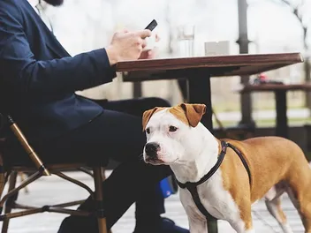 Are Dogs Allowed in Starbucks? 2026 Pet Policy & FAQ
