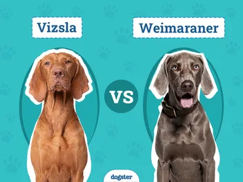 Vizsla vs Weimaraner: Key Differences (With Pictures)