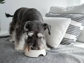 What Are the Best Materials to Use for a Dog Bowl? Top 5 Options