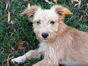 Poo Shi (Poodle & Shiba Inu Mix) Dog Breed: Info, Pictures & Care