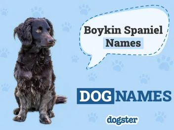 500+ Popular & Unique Boykin Spaniel Names: Ideas For Curly Posh Dogs