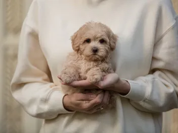 How Much Does It Cost to Own a Maltipoo in 2026? Price Guide
