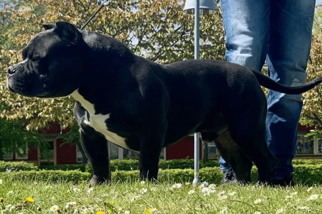 Gotti Pitbull: Info, Pictures, Care Guide & More