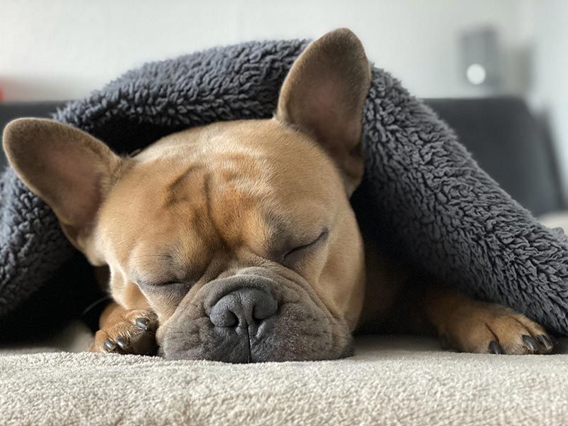 french bulldog sleeping under the blanket