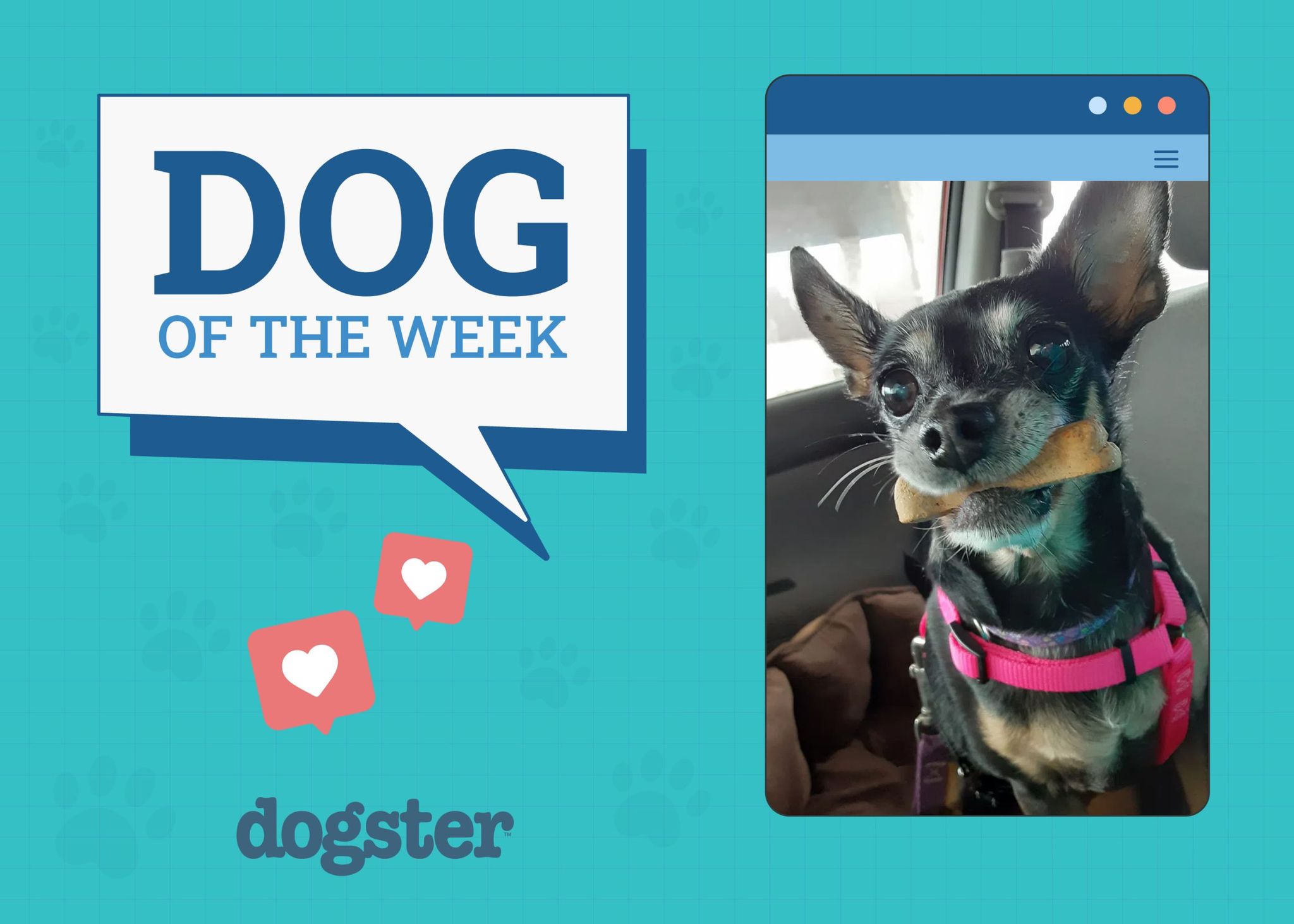 dog of the week dec 26