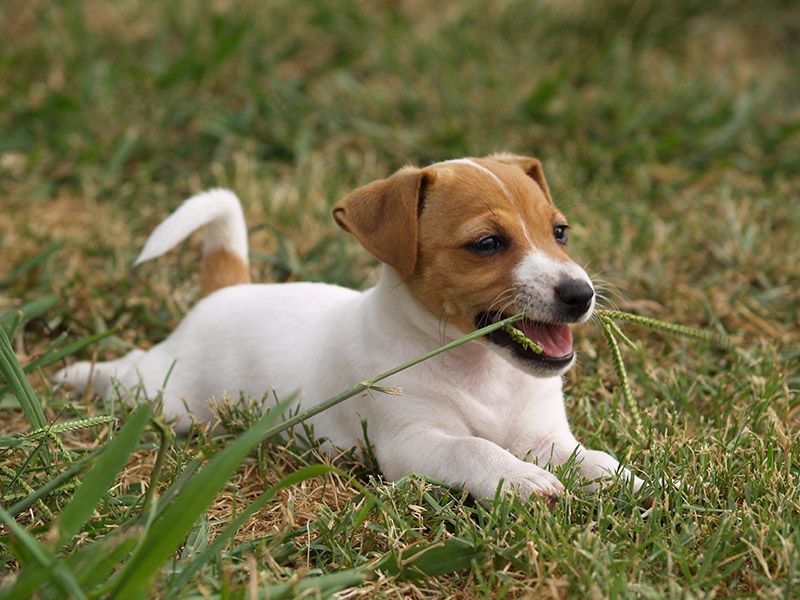 Jack Russell Puppy eating grass
