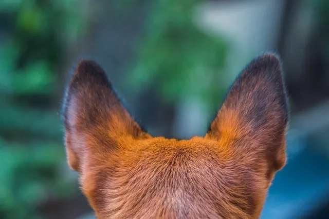Can Dogs Hear Better Than Cats? Vet-Verified Facts & FAQ