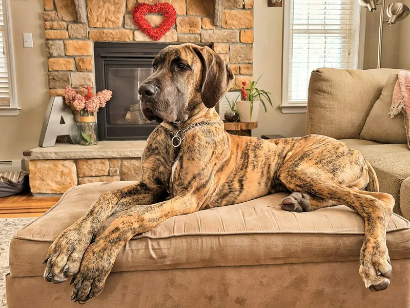 brindle great dane laying on the couch in the licing room