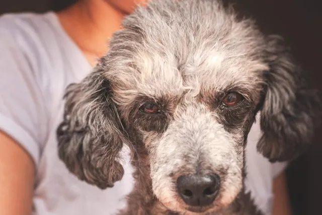 Merle Poodle: Info, Pictures, Origin & History