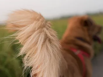 Can Dogs Feel Their Tails? Vet-Verified Facts & FAQ