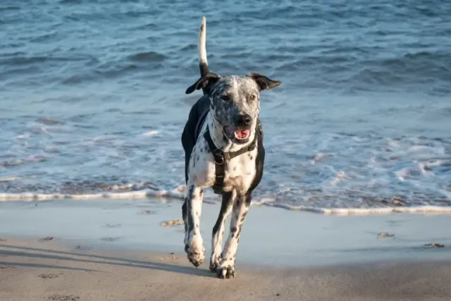 Pitmatian (Pitbull & Dalmatian Mix): Info, Pictures, Care & More