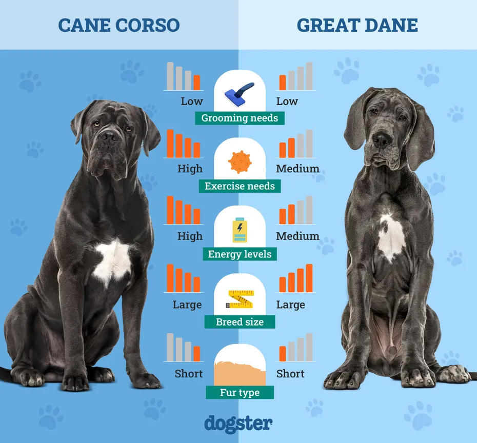 Dogster_Side by Side Comparison_ Cane Corso vs Great Dane