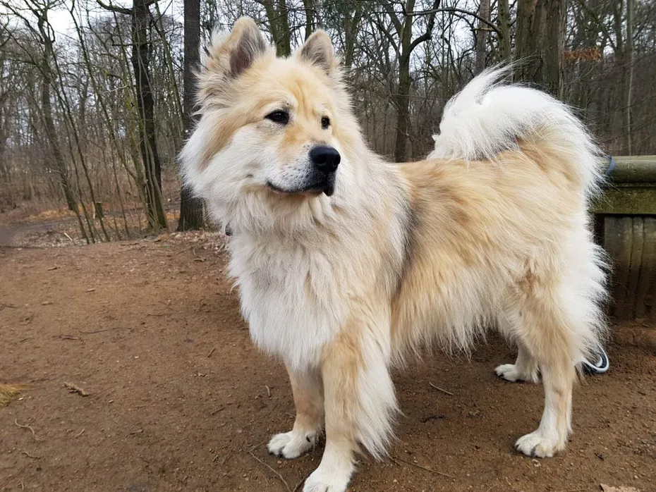 eurasier dog at the park