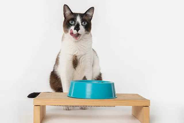 10 Benefits of Using an Elevated Bowl for Cats & Dogs: Vet Approved Facts