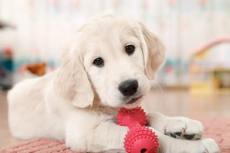 cream labrador retriever puppy playing with toy