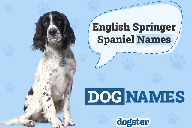 215 Popular and Unique English Springer Spaniel Names