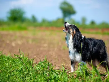 Why Do Australian Shepherds Howl? 10 Vet Reviewed Reasons