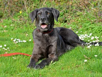 Labradane Dog Breed: Info, Pictures, Care & More