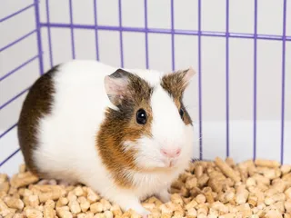 Do Dogs and Guinea Pigs Get Along? 6 Vet-Approved Tips on Living With Them Both