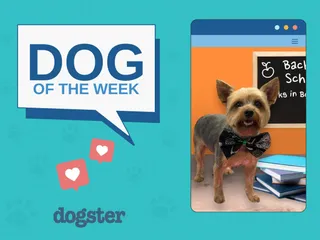 Dogster Photo Contest: Dogs of the Week Winners (November 13, 2025)