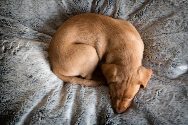 Why Is My Female Dog Peeing in Her Sleep? Vet-Reviewed Causes & Tips