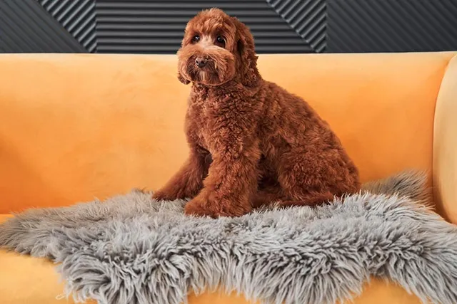When Will My Labradoodle Go Into Heat? Vet-Verified Facts & Care Tips