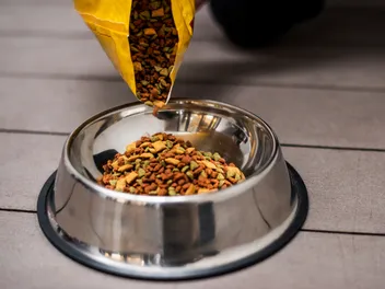 What Is a Good Fat-to-Protein Ratio for Dog Food? Facts and FAQ