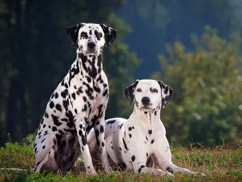 What Were Dalmatians Bred For? Origin & History