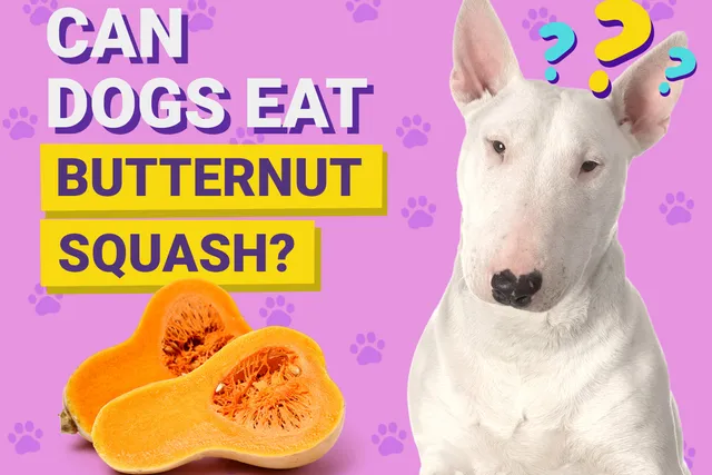 Can Dogs Eat Butternut Squash? Vet-Approved Facts & FAQ