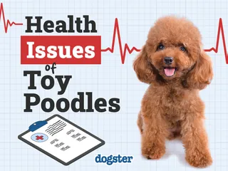 9 Toy Poodle Health Problems: Vet Approved Facts & Treatments