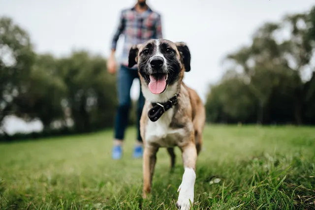 How to Prevent Dog Collar Accidents: 4 Vet-Reviewed Tips