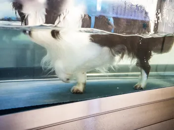 Hydrotherapy for Dogs: Vet-Verified Facts & FAQ