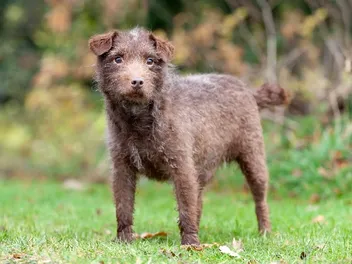Patterdale Terrier Dog Breed: Info, Pictures, Temperament & Care