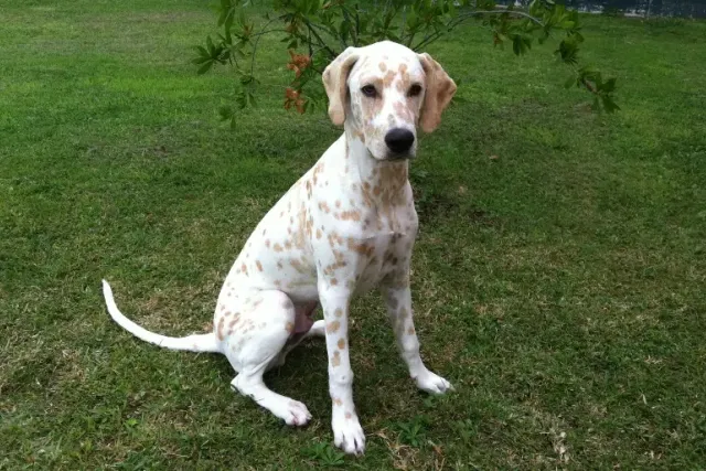 Lemon Dalmatian: Info, Pictures, Origin & More