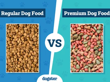 Regular vs Premium Dog Food: What's the Difference? Vet Reviewed Facts
