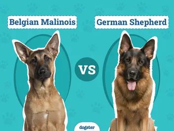 Belgian Malinois vs. German Shepherd: Differences Explained (With Pictures)