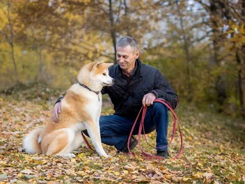 How Big Does an Akita Get? Vet-Verified Average Weight & Growth Chart
